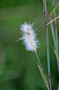 Close-up of dandelion