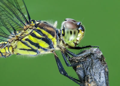 Close-up of butterfly