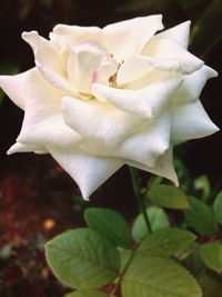 Close-up of white rose blooming outdoors