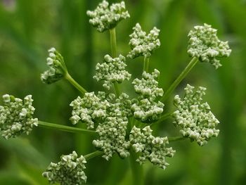 Close-up of white flowering plant