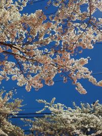 Low angle view of cherry blossom tree against blue sky