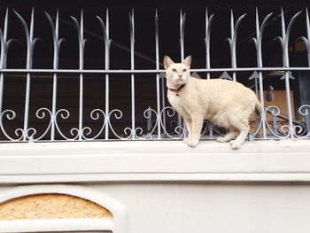 Low angle view of cat standing on wall