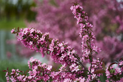 Close-up of pink cherry blossom tree