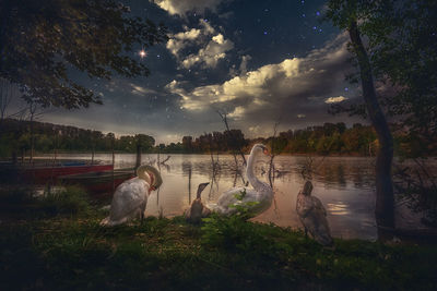 View of birds in the lake