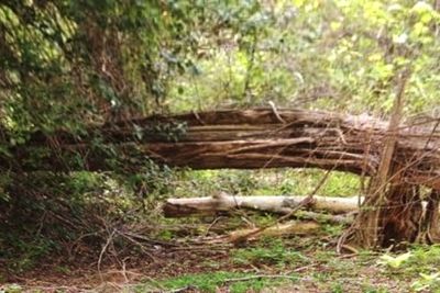 Wooden logs in forest