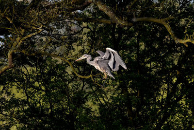 Bird flying in a forest