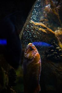 Close-up of fish swimming in aquarium