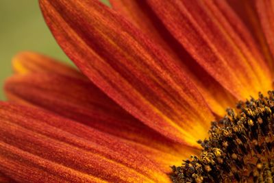 Close-up of orange flowering plant