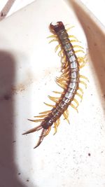 High angle view of insect on sea