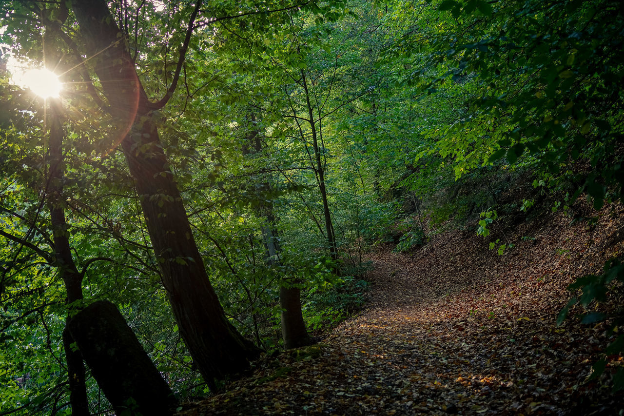 TREES AND PLANTS IN FOREST