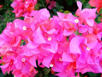 Close-up of pink bougainvillea blooming outdoors