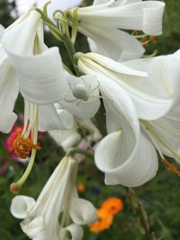 Close-up of white flowering plants