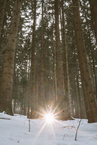 Trees in forest during winter