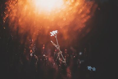 Close-up of silhouette plants on field during sunset