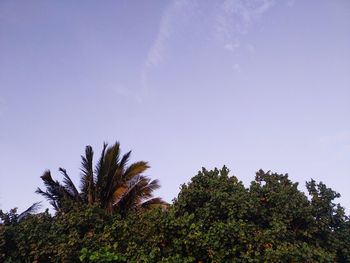 Low angle view of trees against sky