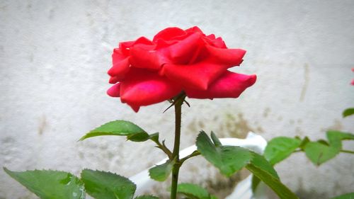 Close-up of red rose blooming indoors