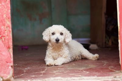 Portrait of dog sitting on floor