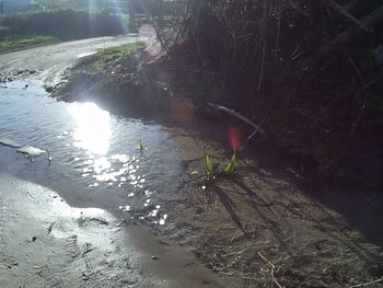 Trees in water