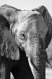 Close-up of elephant