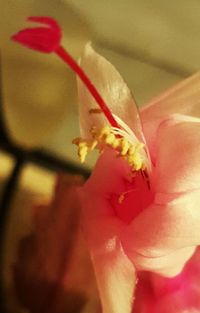 Close-up of red flowers against blurred background