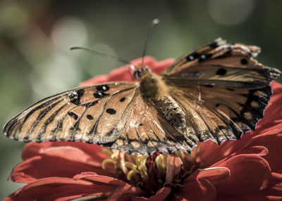 Close-up of butterfly pollinating on flower