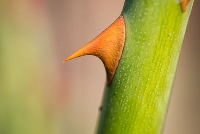Close-up of thorn on stem