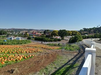 Scenic view of agricultural field against clear blue sky