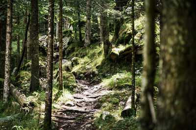 Trees in forest