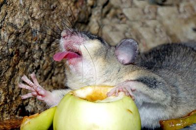Close-up of rat with fruit