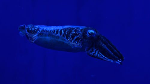 Close-up of fish swimming in sea