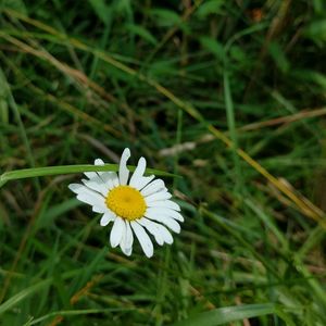 Close-up of white flower blooming outdoors