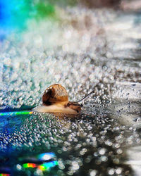 Close-up of swimming in sea