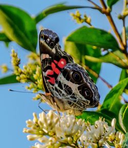 Close-up of butterfly perching on flower