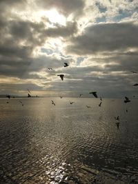 Flock of birds flying over sea