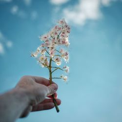 Cropped hand holding flowers against blue sky