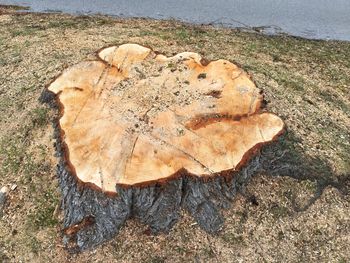 High angle view of tree stump