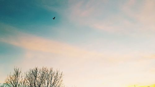 Low angle view of silhouette birds flying against sky