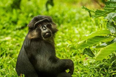 Close-up of monkey sitting on grass