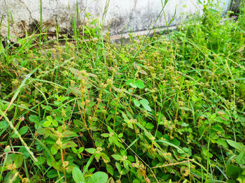 High angle view of plants growing on land