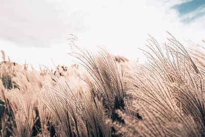 Close-up of stalks in field against sky