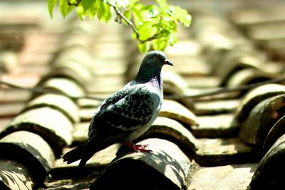 Pigeon perching on railing