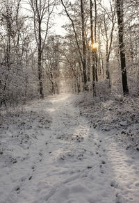 Snow covered land and trees in forest