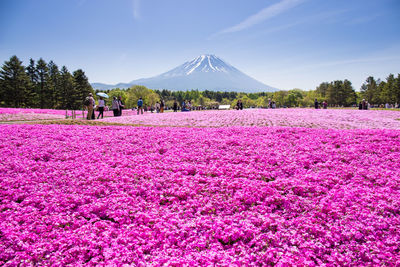 Pink flowering plants on field against sky