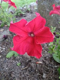 High angle view of red flowering plant on field