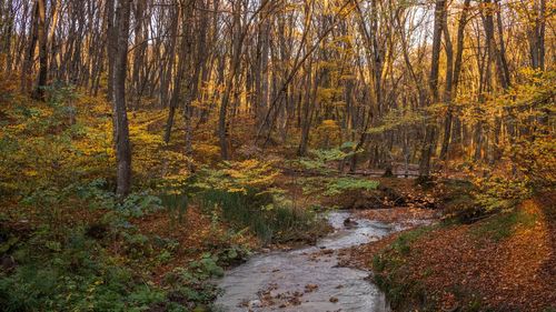 Stream flowing in forest during autumn