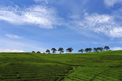 Scenic view of agricultural field against sky