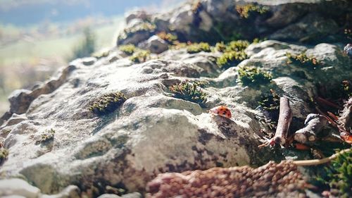 Close-up of lizard on rock