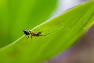 Close-up of insect on leaf