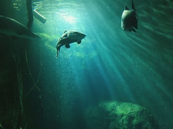 Jellyfish swimming in sea