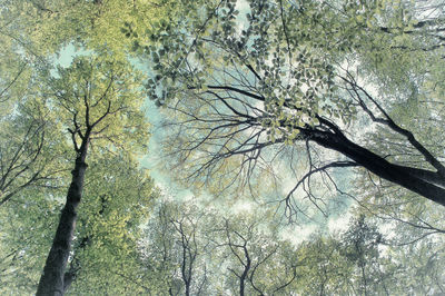 Low angle view of trees growing against sky